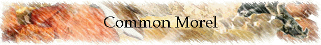 Common Morel
