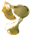 Oyster Mushroom2.jpg (58167 bytes)