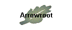 Arrowroot