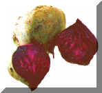 Beet B.jpg (61666 bytes)