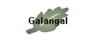 Galangal