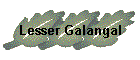 Lesser Galangal