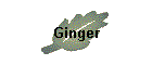 Ginger