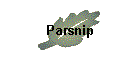 Parsnip