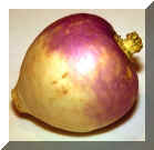 Turnip_new.jpg (62689 bytes)