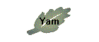 Yam