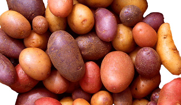 Potato Specific Gravity Chart