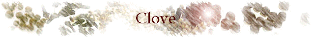 Clove