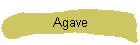 Agave