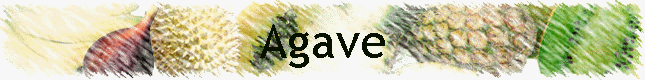 Agave