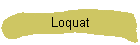 Loquat