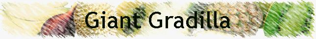 Giant Gradilla
