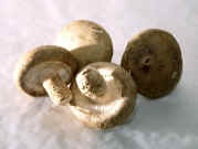 Shiitake.jpg (160329 bytes)