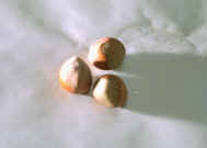 Hazel Nuts.jpg (300655 bytes)