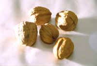 Walnuts.jpg (515231 bytes)