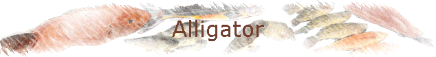 Alligator