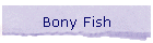 Bony Fish