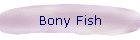 Bony Fish