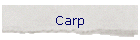 Carp