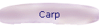 Carp