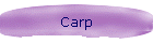 Carp