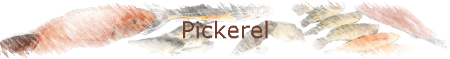 Pickerel