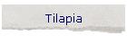 Tilapia