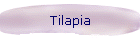 Tilapia