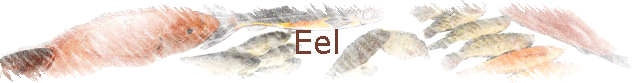 Eel