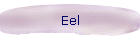 Eel