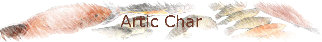 Artic Char