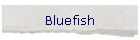 Bluefish