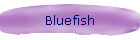 Bluefish