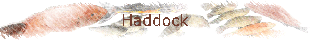 Haddock