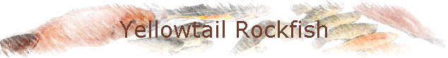 Yellowtail Rockfish