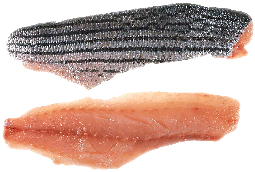 Striped Bass