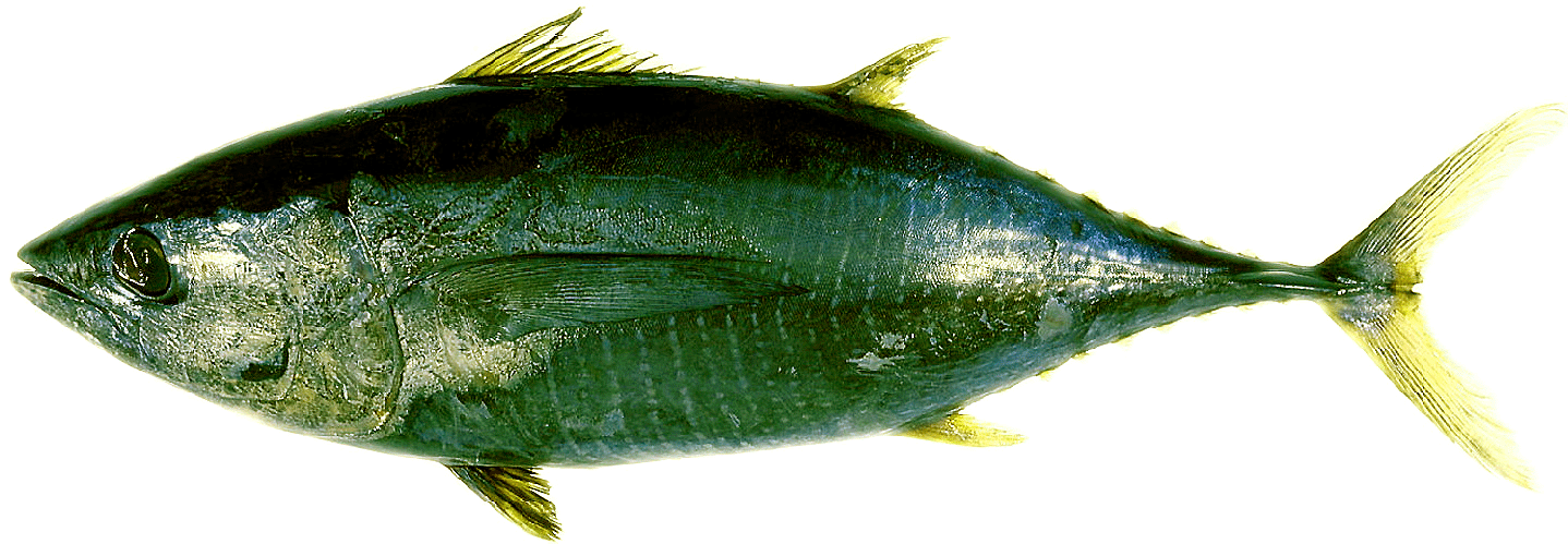 Yellowfin Tuna