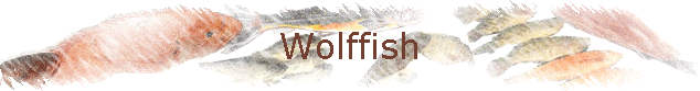 Wolffish