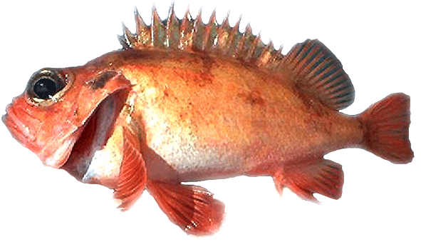 http://www.fooduniversity.com/foodu/seafood_c/resources/ocean%20fin/Cold%20Water/perch/AtlanticPerch.gif