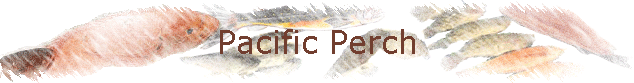 Pacific Perch