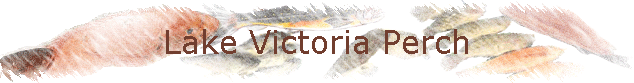 Lake Victoria Perch