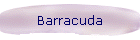 Barracuda