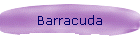 Barracuda