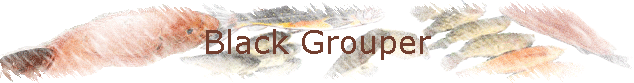 Black Grouper