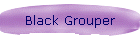 Black Grouper