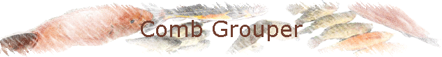 Comb Grouper
