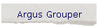 Argus Grouper