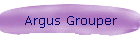 Argus Grouper