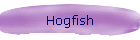 Hogfish