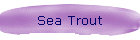 Sea Trout